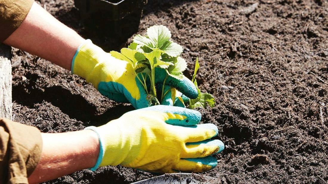planting a strawberry plant in soil