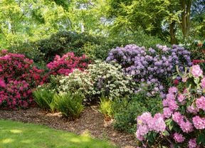 A vibrant garden scene featuring an array of flowering pink, purple, white  and green bushes with trees in the background.