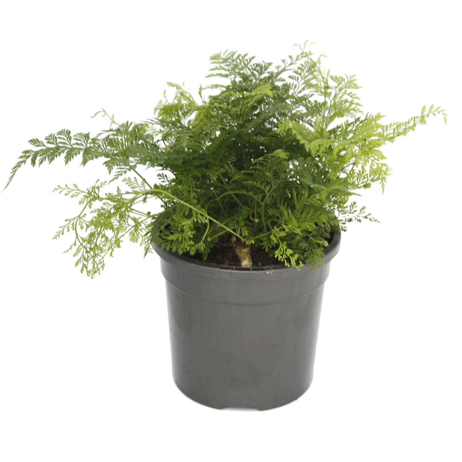 Ferns - Bunnings Australia