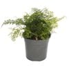 120mm White Rabbit Foot Fern - Davallia tyermanii
