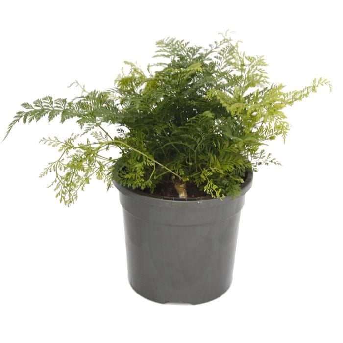 120mm White Rabbit Foot Fern - Davallia tyermanii