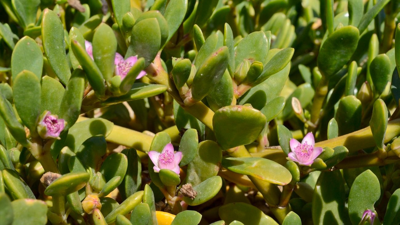 Pink flowers on sea purslane plant