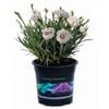 1.5L Dianthus Coconut Sundae - Dianthus hybrid