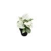 120mm Syngonium Confetti