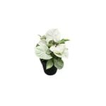 120mm Syngonium Confetti
