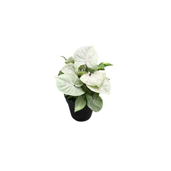120mm Syngonium Confetti