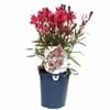 150mm Gaura 'Garden Jewel Range' - Gaura lindheimeri