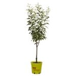 250mm Little Chum Interspecific Cherry Plum - Prunus spp