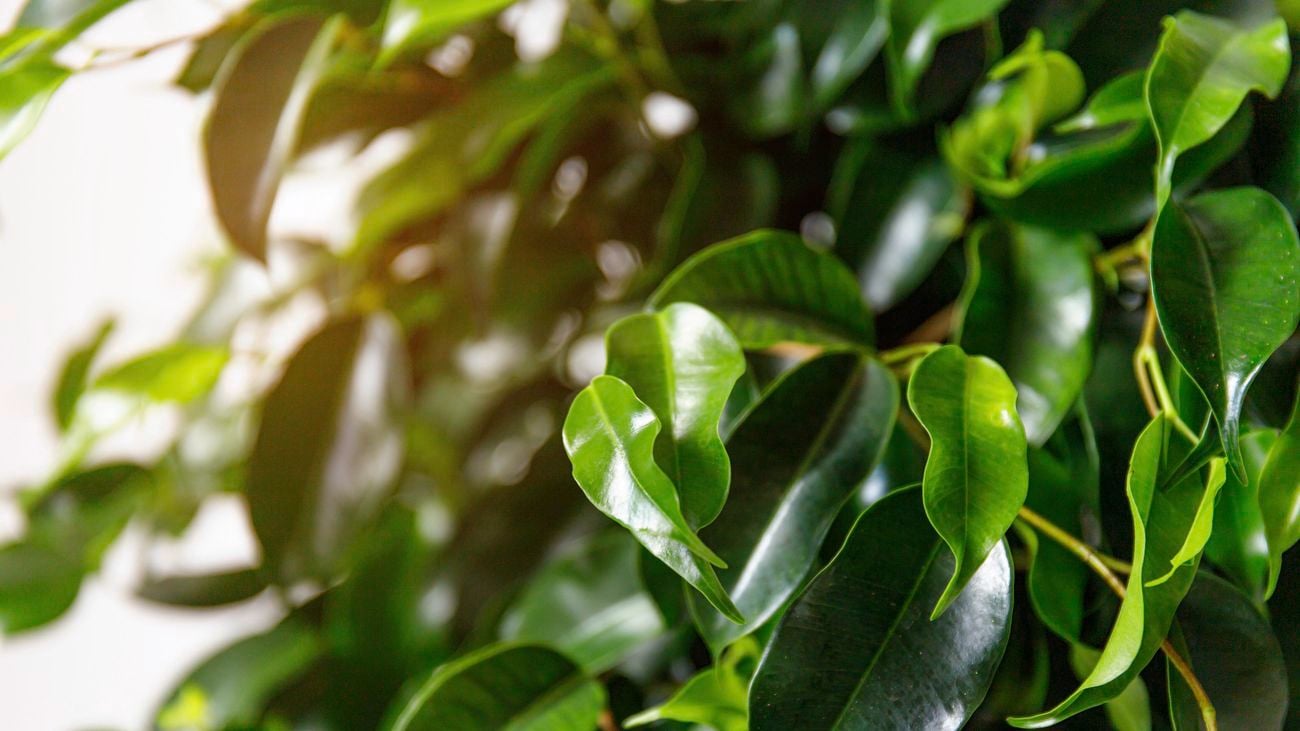The green leaves of a weeping fig