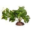 Reptile One Plant Rhaphidophora Green With Ceramic Base