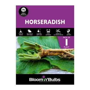 Bloomin' Bulbs Horseradish - 1 Pack