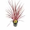 170mm Cordyline Electric Pink - Cordyline banksii