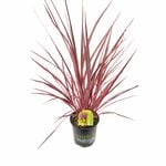 170mm Cordyline Electric Pink - Cordyline banksii
