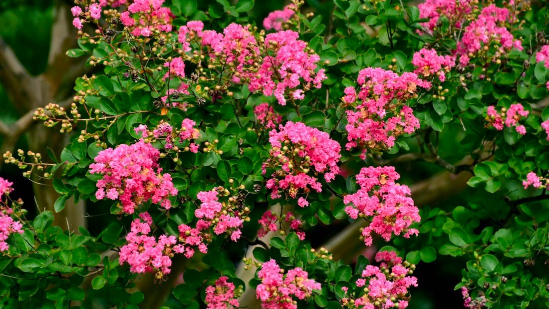 Pink flowering crepe (or crape) myrtle plant.