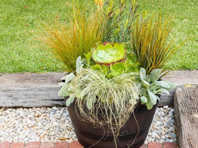 potted plants