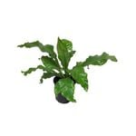 2.4L Birds Nest Fern -  Asplenium antquum