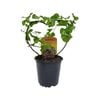 120mm Elephant's Foot - Dioscorea Elephantipes