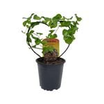 120mm Elephant's Foot - Dioscorea Elephantipes