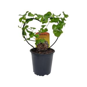 120mm Elephant's Foot - Dioscorea Elephantipes