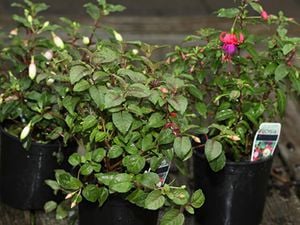 fuchsias in the garden