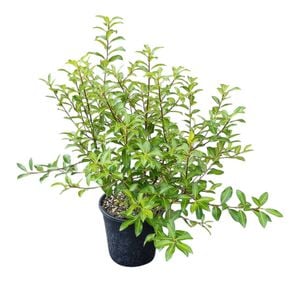 4L Variegated Kohuhu - Pittosporum tenuifolium Limelight