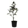 200mm Magnolia Inspiration - Magnolia doltsopa Laevifolia