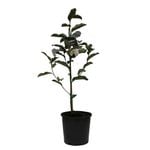 200mm Magnolia Inspiration - Magnolia doltsopa Laevifolia