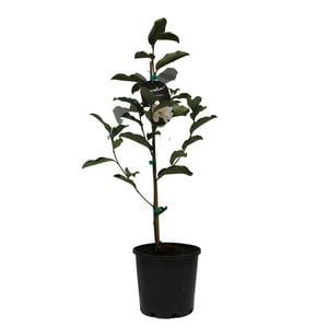 200mm Magnolia Inspiration - Magnolia doltsopa Laevifolia
