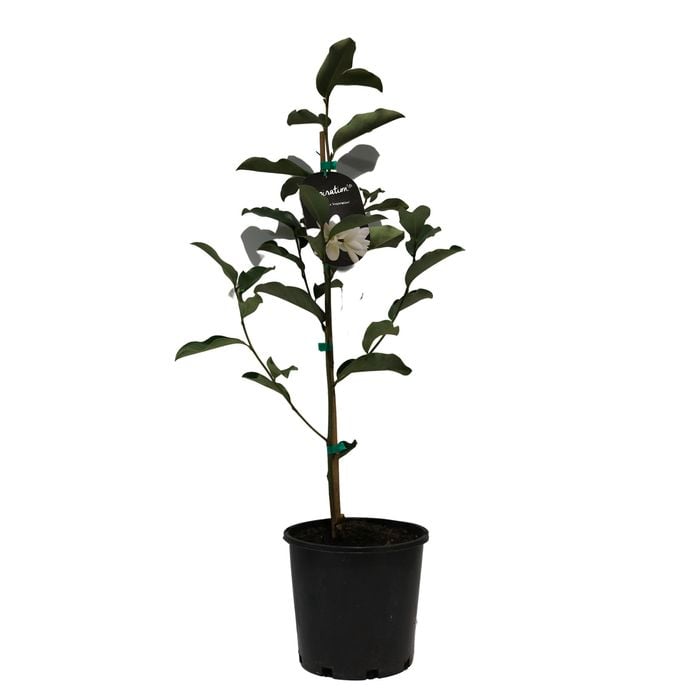 200mm Magnolia Inspiration - Magnolia doltsopa Laevifolia