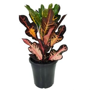 180mm Croton Ambon - Codiaeum variegatum