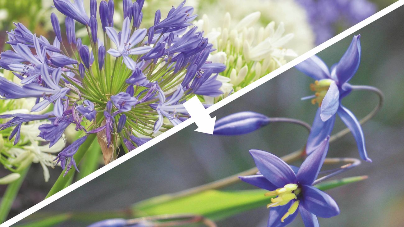 A split image showing a cluster of light blue agapanthus flowers on the left and vibrant blue flax lily flowers with yellow stamens on the right, connected by an arrow