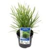 140mm Lomandra Lime Tuff - Lomandra longifolia Confertifolia