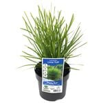 140mm Lomandra Lime Tuff - Lomandra longifolia Confertifolia