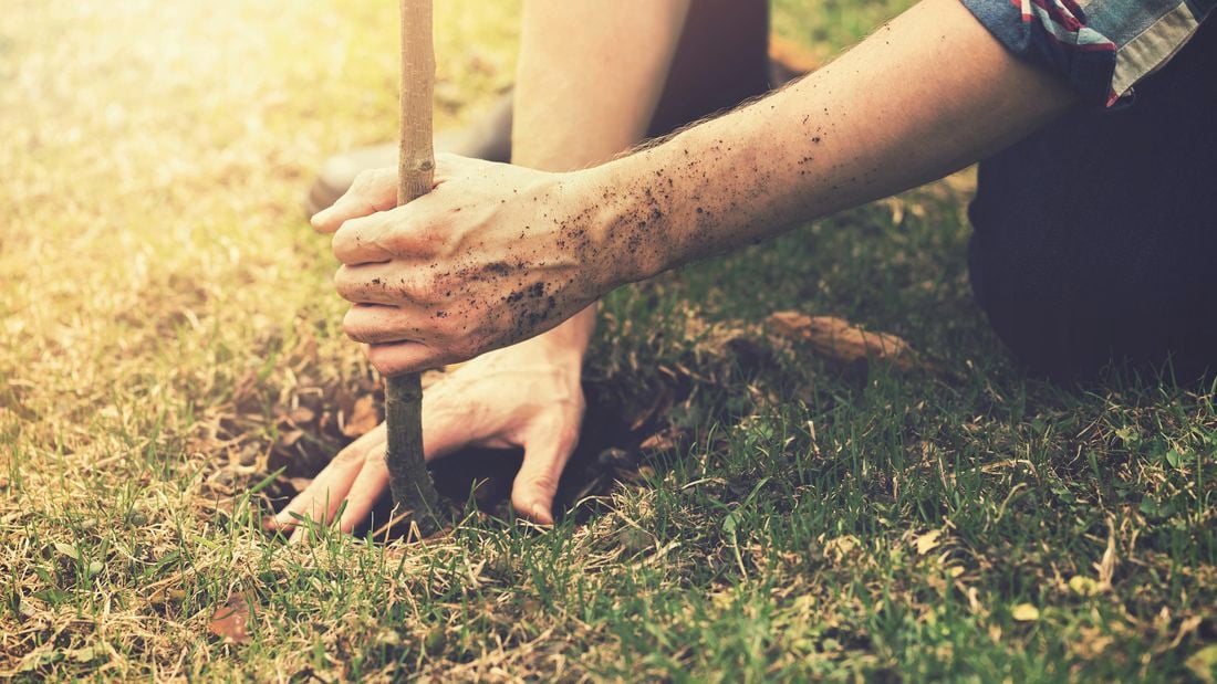 Planting a mature tree in the soil.