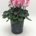 100mm Cyclamen - Miniature Cyclamen Persicum