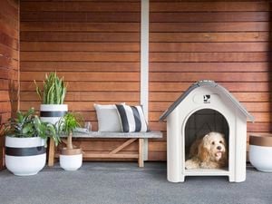 Cute dog in plastic kennel in outdoor area with timber screen