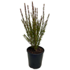 140mm Red Boronia - Boronia heterophylla red