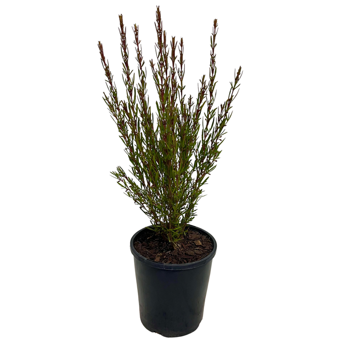 140mm Red Boronia - Boronia heterophylla red