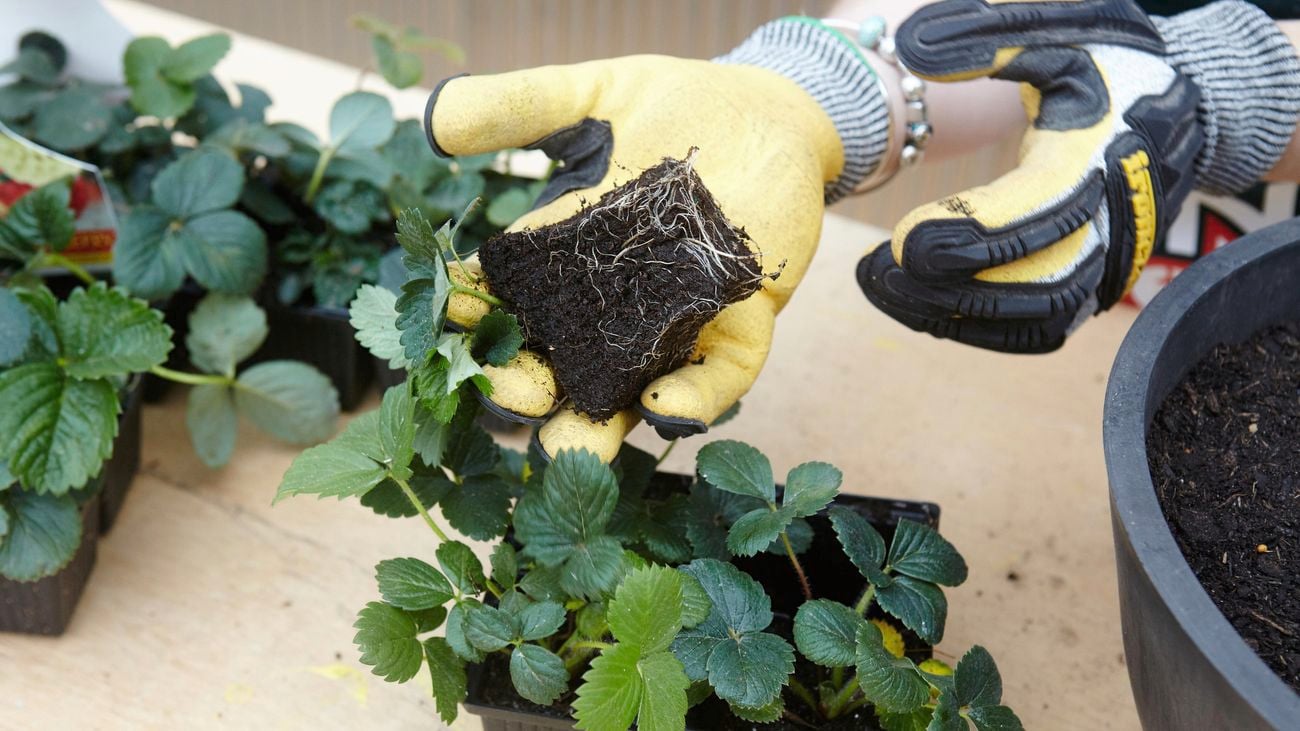 A person planting strawberry seedlings in a pot.