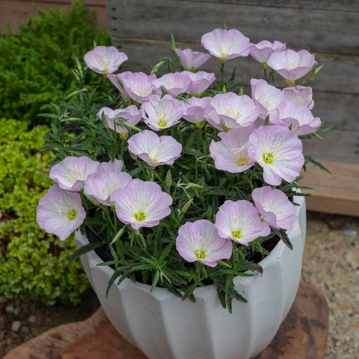 140mm Evening Primrose - Oenothera Twilight