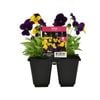 Punnet Viola Royal Mix - Viola cornuta F1 hybrid