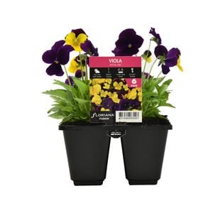 Punnet Viola Royal Mix - Viola cornuta F1 hybrid