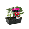 Nasturtium Baby Red Punnet - Tropaeolum minus