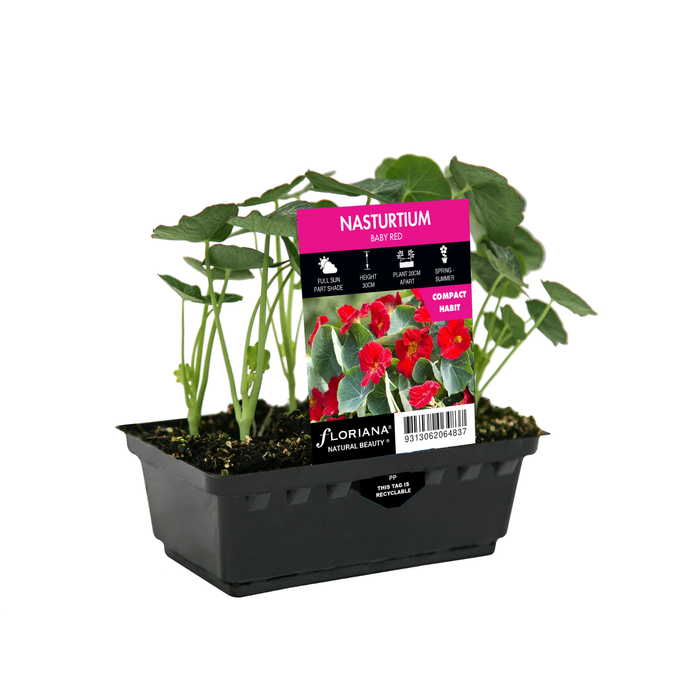Nasturtium Baby Red Punnet - Tropaeolum minus