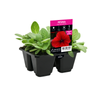 4 Cell Petunia Crazy Red Improved - Petunia hybrida