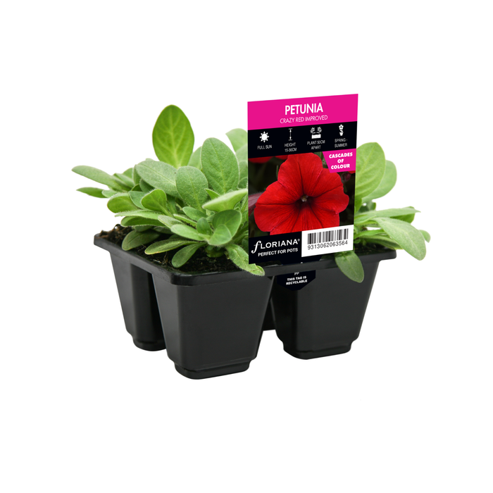 4 Cell Petunia Crazy Red Improved - Petunia hybrida