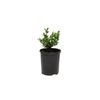 140mm Japanese Box - Buxus microphylla japonica