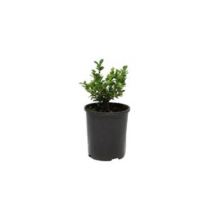 140mm Japanese Box - Buxus microphylla japonica