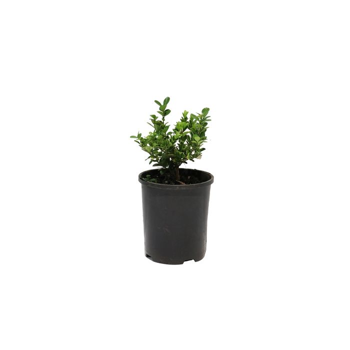 140mm Japanese Box - Buxus microphylla japonica