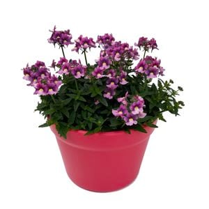 Perennial Flowers